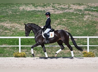 Caballo de deporte alemán, Yegua, 4 años, 169 cm, Castaño oscuro