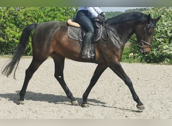 Caballo de deporte alemán, Yegua, 4 años, 169 cm, Castaño oscuro