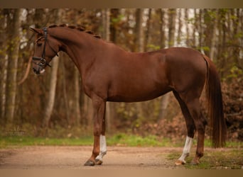 Caballo de deporte alemán, Yegua, 4 años, 170 cm, Alazán