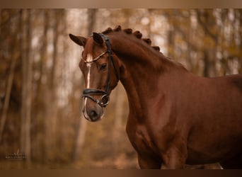 Caballo de deporte alemán, Yegua, 4 años, 170 cm, Alazán