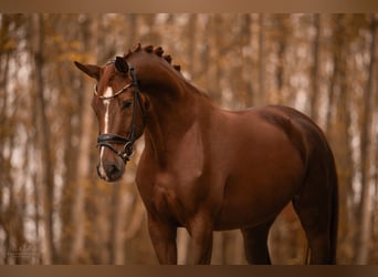 Caballo de deporte alemán, Yegua, 4 años, 170 cm, Alazán