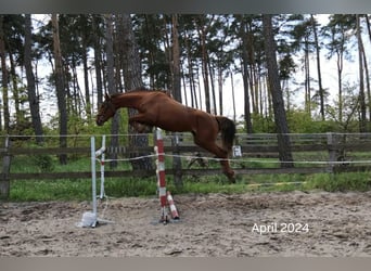 Caballo de deporte alemán, Yegua, 4 años, 170 cm, Alazán