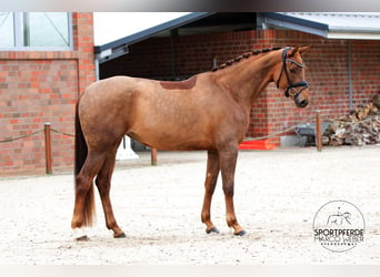 Caballo de deporte alemán, Yegua, 4 años, 170 cm, Alazán-tostado