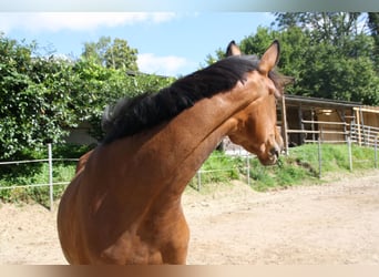 Caballo de deporte alemán, Yegua, 4 años, 170 cm, Castaño