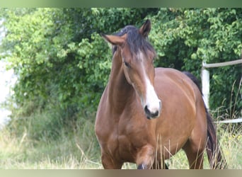 Caballo de deporte alemán, Yegua, 4 años, 170 cm, Castaño