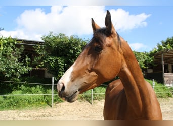 Caballo de deporte alemán, Yegua, 4 años, 170 cm, Castaño