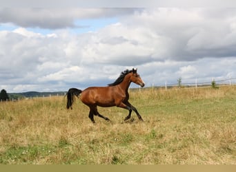 Caballo de deporte alemán, Yegua, 4 años, 170 cm, Castaño