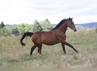 Caballo de deporte alemán, Yegua, 4 años, 170 cm, Castaño