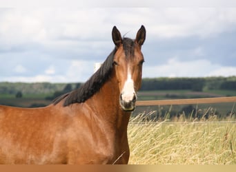 Caballo de deporte alemán, Yegua, 4 años, 170 cm, Castaño