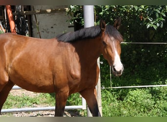 Caballo de deporte alemán, Yegua, 4 años, 170 cm, Castaño