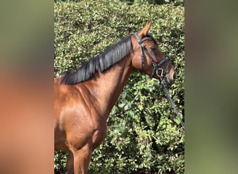 Caballo de deporte alemán, Yegua, 4 años, 170 cm, Castaño