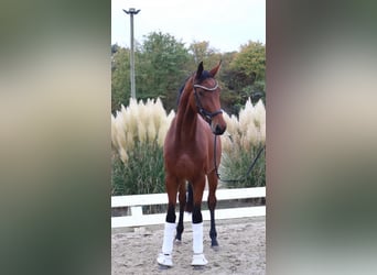 Caballo de deporte alemán, Yegua, 4 años, 170 cm, Castaño