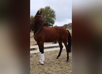 Caballo de deporte alemán, Yegua, 4 años, 170 cm, Castaño
