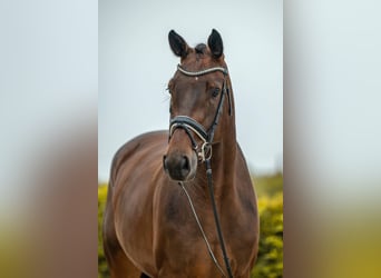 Caballo de deporte alemán, Yegua, 4 años, 170 cm, Castaño oscuro