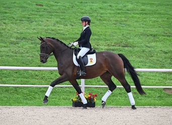 Caballo de deporte alemán, Yegua, 4 años, 170 cm, Castaño oscuro