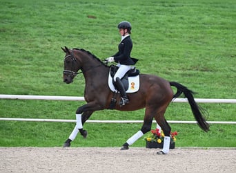 Caballo de deporte alemán, Yegua, 4 años, 170 cm, Castaño oscuro