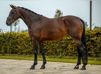 Caballo de deporte alemán, Yegua, 4 años, 170 cm, Castaño oscuro