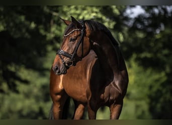 Caballo de deporte alemán, Yegua, 4 años, 170 cm, Castaño oscuro