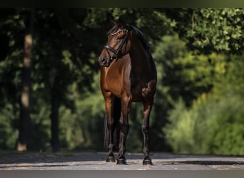 Caballo de deporte alemán, Yegua, 4 años, 170 cm, Castaño oscuro