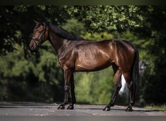 Caballo de deporte alemán, Yegua, 4 años, 170 cm, Castaño oscuro