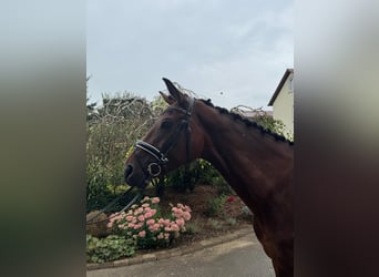 Caballo de deporte alemán, Yegua, 4 años, 170 cm, Castaño oscuro