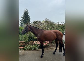 Caballo de deporte alemán, Yegua, 4 años, 170 cm, Castaño oscuro