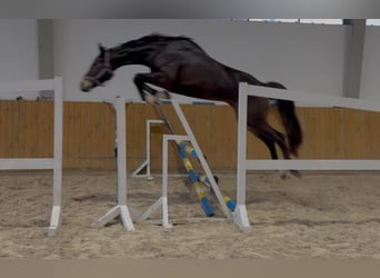 Caballo de deporte alemán, Yegua, 4 años, 170 cm, Castaño oscuro