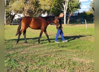 Caballo de deporte alemán, Yegua, 4 años, 170 cm, Castaño rojizo