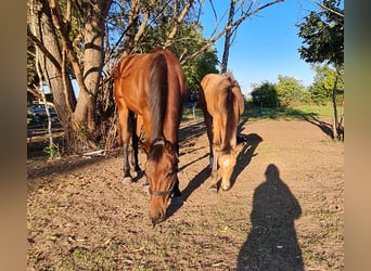 Caballo de deporte alemán, Yegua, 4 años, 170 cm, Castaño rojizo