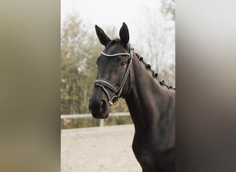 Caballo de deporte alemán, Yegua, 4 años, 170 cm, Negro