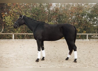 Caballo de deporte alemán, Yegua, 4 años, 170 cm, Negro