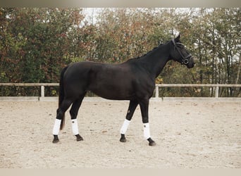 Caballo de deporte alemán, Yegua, 4 años, 170 cm, Negro