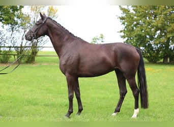 Caballo de deporte alemán, Yegua, 4 años, 170 cm, Negro