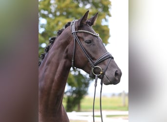 Caballo de deporte alemán, Yegua, 4 años, 170 cm, Negro