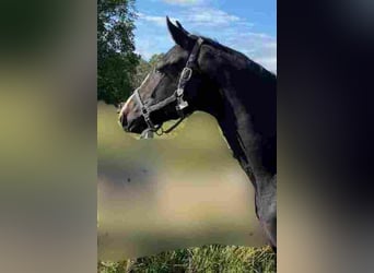 Caballo de deporte alemán, Yegua, 4 años, 170 cm, Negro
