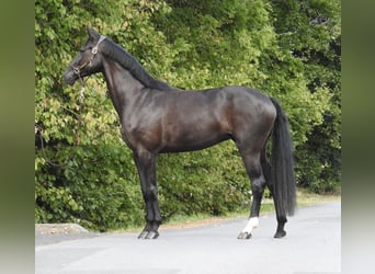 Caballo de deporte alemán, Yegua, 4 años, 170 cm, Negro