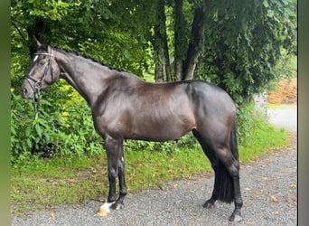 Caballo de deporte alemán, Yegua, 4 años, 170 cm, Negro