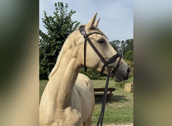Caballo de deporte alemán, Yegua, 4 años, 170 cm, Palomino