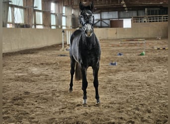 Caballo de deporte alemán, Yegua, 4 años, 170 cm, Tordo rodado