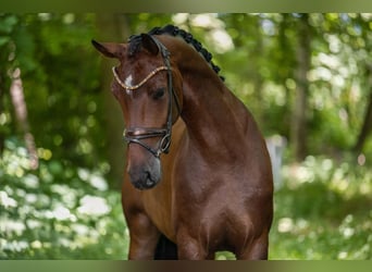 Caballo de deporte alemán, Yegua, 4 años, 171 cm, Castaño