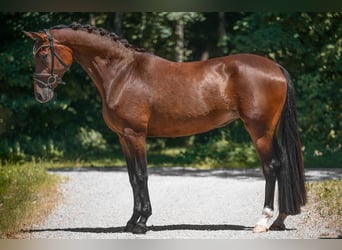 Caballo de deporte alemán, Yegua, 4 años, 171 cm, Castaño