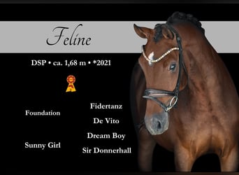 Caballo de deporte alemán, Yegua, 4 años, 171 cm, Castaño