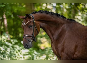 Caballo de deporte alemán, Yegua, 4 años, 171 cm, Castaño