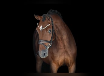Caballo de deporte alemán, Yegua, 4 años, 171 cm, Castaño