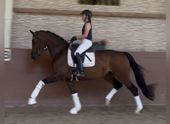 Caballo de deporte alemán, Yegua, 4 años, 171 cm, Castaño