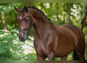Caballo de deporte alemán, Yegua, 4 años, 171 cm, Castaño