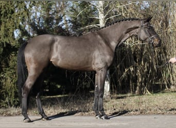 Caballo de deporte alemán, Yegua, 4 años, 171 cm, Castaño oscuro