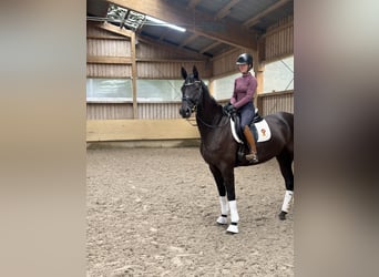 Caballo de deporte alemán, Yegua, 4 años, 171 cm, Negro