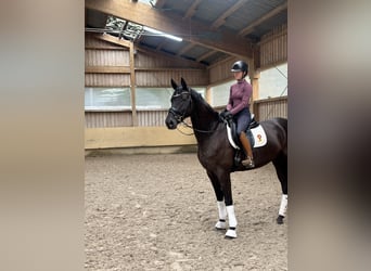 Caballo de deporte alemán, Yegua, 4 años, 171 cm, Negro