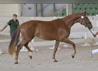Caballo de deporte alemán, Yegua, 4 años, 172 cm, Alazán